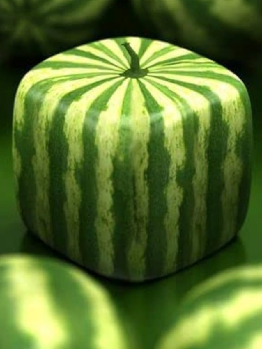 方形西瓜 Cube Watermelons